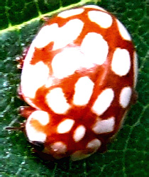Myrrha octodecimguttata (Linnaeus, 1758)