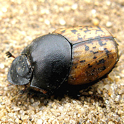 Onthophagus (Palaeonthophagus) gibbulus (Pallas, 1781), female