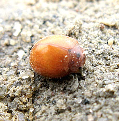 Subcoccinella vigintiquatuorpunctata (Linnaeus, 1758)