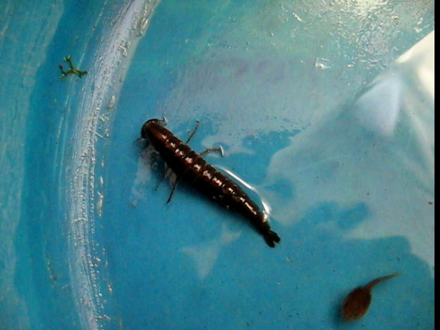 Черные черви в воде. Личинки водных Жуков мелкие. Личинка плавунца. Личинка жука плавунца. Личинки живущие в воде.