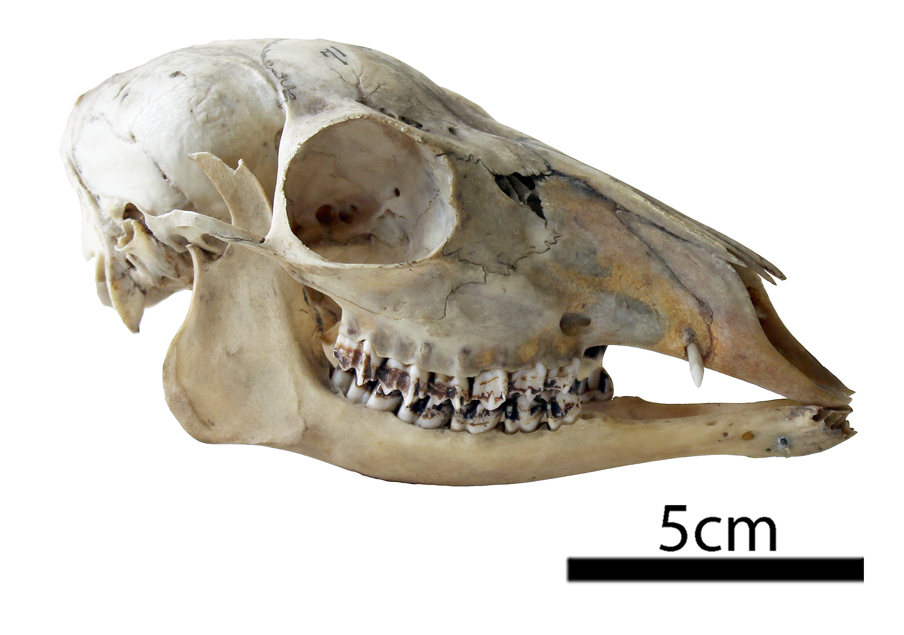 Изучите строение черепа млекопитающего. Череп собаки долихоцефалы. Череп млекопитающих. Череп собаки анатомия. Строение черепа собаки.