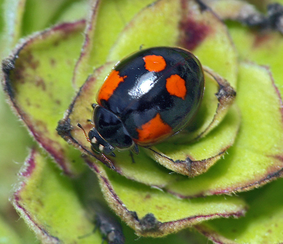 Двухточечная коровка. Божьей коровки Adalia bipunctata. Двухточечная Божья коровка. Коровка двухточечная (Adalia bipunctata). Коровка 2-точечная (Adalia bipunctata l.)..