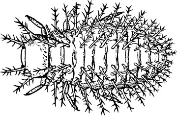 Capinera08.files/978-1-4020-6359-6_13_Part_Fig41-4587_HTML.jpg