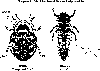 Asian Lady Beetle stages