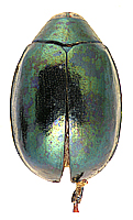 Paradibolia coerulea Bryant, 1927