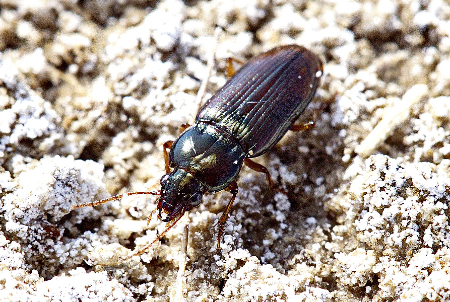 Pogonistes rufoaeneus (Dejean, 1828)