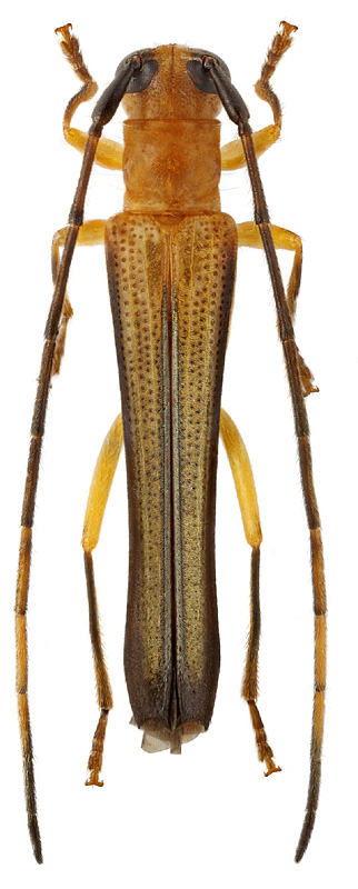 Obereopsis subannulicornis Breun.