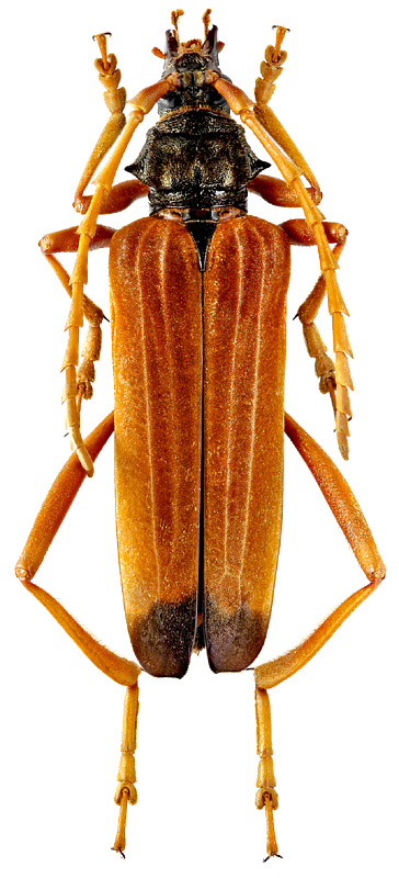 Schmidtiana testaceicornis (Pic, 1926)