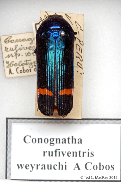 Conognatha rufiventris weyrauchi Cobos, 1969