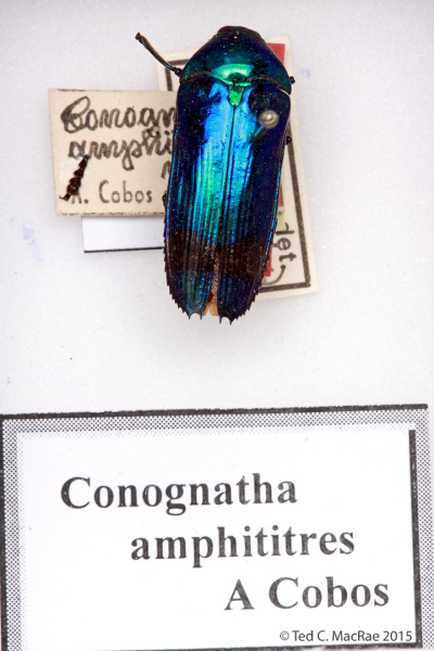 Conognatha amphititres Cobos, 1958 (syn. of Buprestis amoena Kirby, 1818; currently placed in Conognatha)