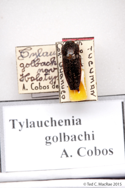 Tylauchenia golbachi Cobos, 1993 (currently placed in Oocypetes)