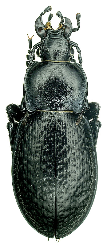 Carabus (Semnocarabus) cicatricosulus A. Morawitz, 1886