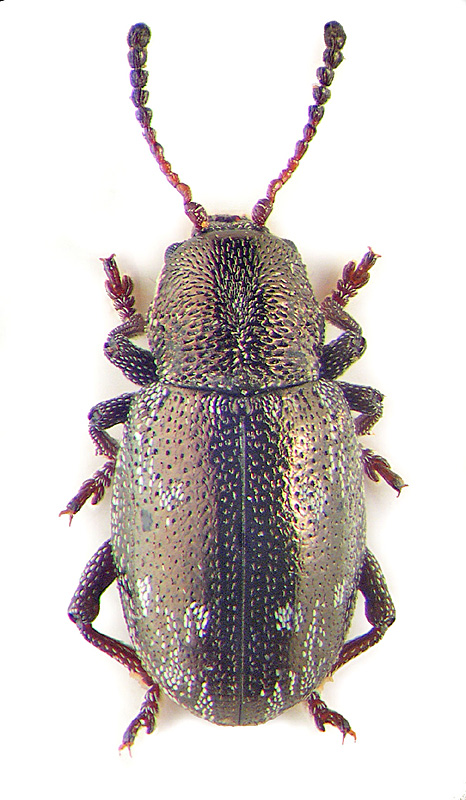 Pachnephorus villosus (Duft.)