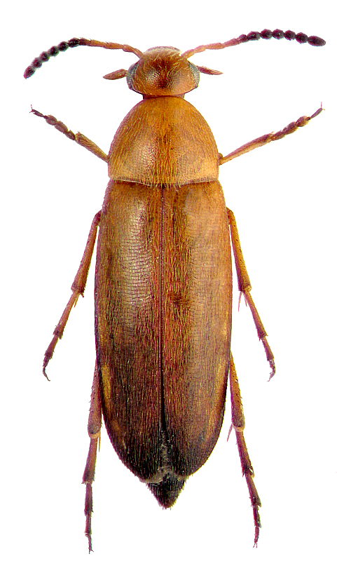 Anaspis flava (L., 1758)