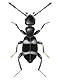 Ant-like flower beetles (Anthicidae)