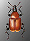 Leaf-rolling beetles (Attelabidae)