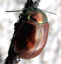 Chrysolina (Erythrochysa) polita (Linnaeus, 1758)