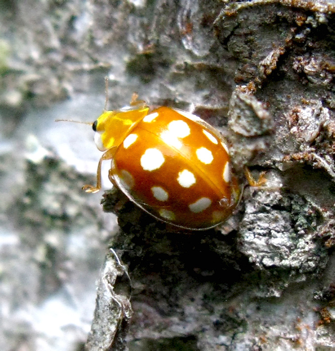 Halyzia sedecimguttata (Linnaeus, 1758)