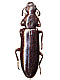Borids (Boridae)
