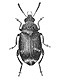 Bean beetles (Bruchidae)