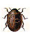 Pill beetles (Byrrhidae)