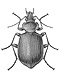 Ground beetles (Carabidae)