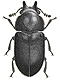 Minute tree-fungus beetles (Ciidae)