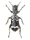 Checkered beetles (Cleridae)