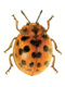 Ladybird beetles (Coccinellidae)