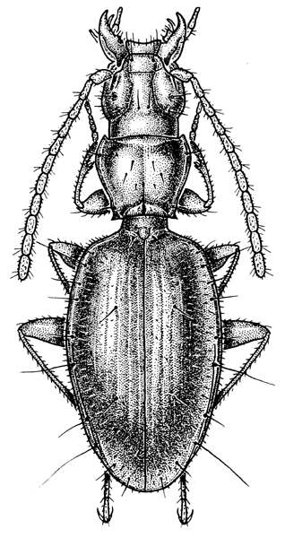 Жужелицы (Carabidae) - взгляд специалиста <br> (очерк И.А. Белоусова)