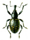 Weevils (Curculionidae)