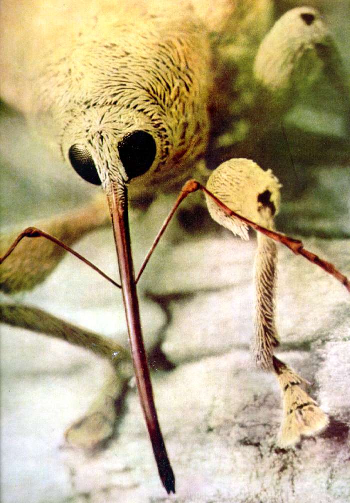 Долгоносики (Curculionidae)