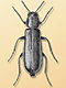 Dasytid beetles (Dasytidae)