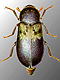 Skin beetles (Dermestidae)