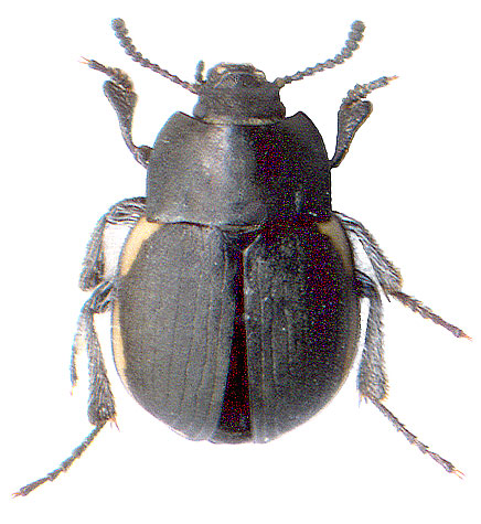 Emypsara (= Callicomus) riederii (dark form)