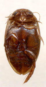 Laccophilus minutus (Linnaeus, 1758)