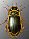 Diving beetles (Dytiscidae)