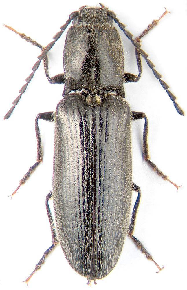 Hemicrepidius niger L.