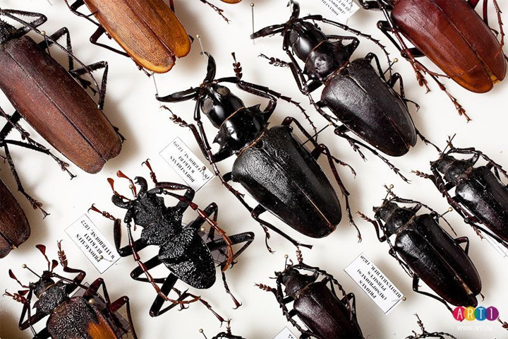 Жуки купить живые. Коллекция Жуков на энтомология. Коллекционирование насекомых. Засушенные жуки. Жуки и насекомые коллекция.