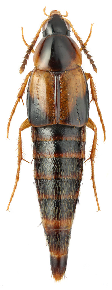 Lordithon cf. trimaculatus (F.)