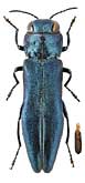 Buprestidae: Agrilus cuprescens amethystopterus Sem.