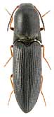 Elateridae: Agriotes (Tinecoides) koltzei Rtt., 1890