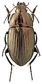 Carabidae: Amara eurynota Pz.