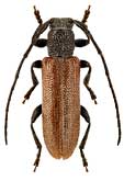 Cerambycidae: Anaesthetis confossicollis Baeckm.