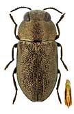 Buprestidae: Anthaxia obesa Abeille de Perrin