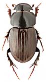 Scarabaeidae: Aphodius planicollis Rtt.