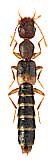 Staphylinidae: Astenus pulchellus (Heer)