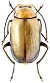Chrysomelidae: Atrachya menetriesi (Fald.)