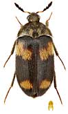 Dermestidae: Attagenus quadrimaculatus Kr.