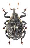 Curculionidae: Auleutes epilobii (Paykull, 1800)